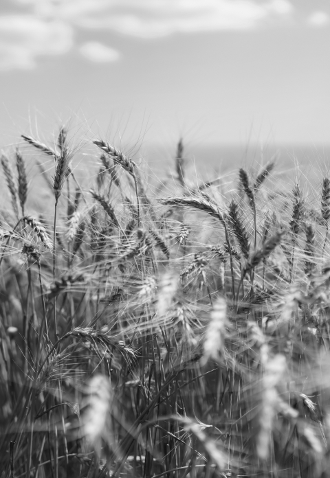 Field of wheat under a clear sky
